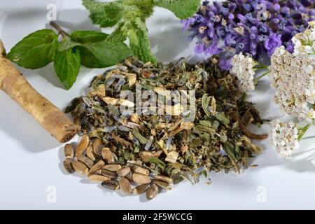 Tè al fegato e alla gallina (radice di dente di leone) Fiori di lavanda, frutta di cardo del latte (marianum di Silybum), foglie di menta piperita, menta piperita, yarrow, horehound Foto Stock