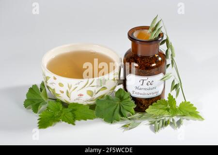 Erba d'avena, paglia d'avena, ortica, manto da donna alpina (avena sativa) (Urtica dioica) (Alchemilla alpina), tè verde d'avena Foto Stock