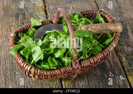 Porslane invernali, erbe comuni, spinaci cubani, Postelein, lattuceeleina di minatore (Claytonia perfoliata) Foto Stock