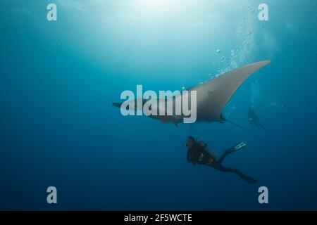 Sub e (Manta), Manta birostris, Roca Partida, Revillagigedo Islands, Messico Foto Stock