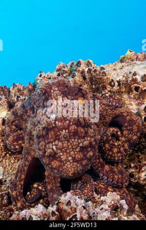 Octopus comune (Octopus vulgaris), Socorro, Isole Revillagigedo, Messico Foto Stock