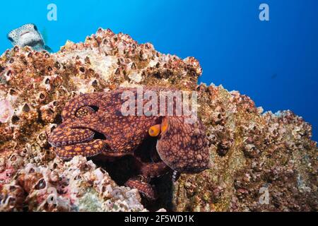 Octopus comune (Octopus vulgaris), Socorro, Isole Revillagigedo, Messico Foto Stock