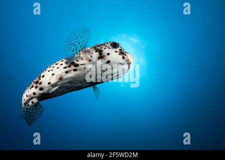 Porcupinefish comune (Diodon hystrix), Socorro, Revillagigedo Isole, Messico Foto Stock