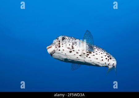 Porcupinefish comune (Diodon hystrix), Socorro, Revillagigedo Isole, Messico Foto Stock