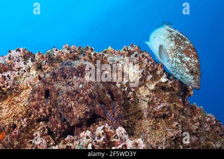 Octopus comune (Octopus vulgaris), Socorro, Isole Revillagigedo, Messico Foto Stock