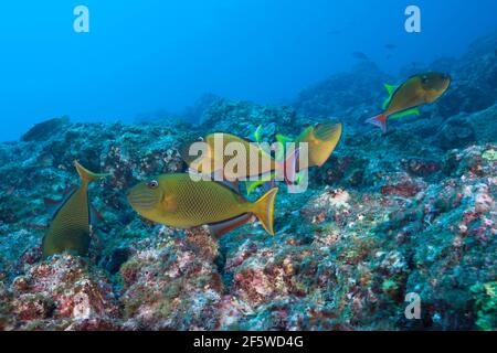 Pesci triggerfish di alto mare, Xanthichthys muto, Socorro, Revillagigedo Isole, Messico Foto Stock