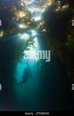 Immersioni subacquee nella foresta di Kelp (Macrocystis pirifera), Isola di San Benito, Messico Foto Stock