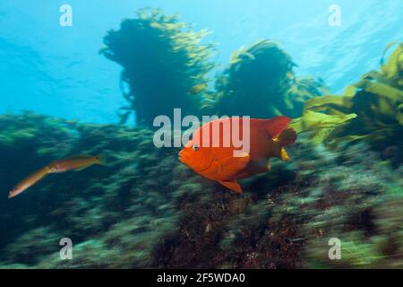 Garibaldi (pesce) (Hypsypops rubicundus) nella foresta di kelp, Isola di San Benito, Messico Foto Stock