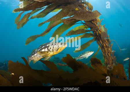 Kelp Bass (Paralabrax clatratus) nella foresta di Kelp, isola di San Benito, Messico Foto Stock