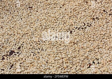 Chicchi di caffè, essiccazione, Tanzania Foto Stock