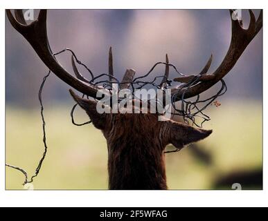 OH Caro povero Deer....questo stag in Bushy Park, Middlesex si è impigliato in alcuni dei fili utilizzati per recinarli. Foto Stock