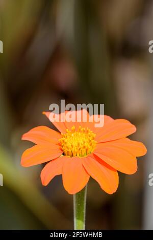 Tithonia rotundifolia 'Torch', girasole messicana 'Torch'. Fiore arancione, con sfondo marrone Foto Stock