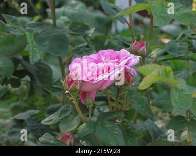 rosa in foglie verdi, fuoco selettivo, dof poco profondo Foto Stock