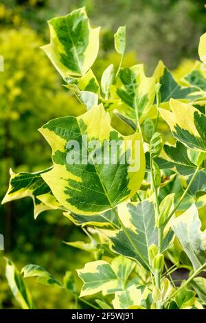 Liriodendron tulipifera "Aureomarginatum". Tulipano variegato, foglie bordate di giallo brillante. Tuliptree variegato giallo Foto Stock