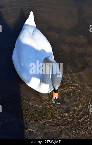 Cigni bianchi nella Mosella Foto Stock