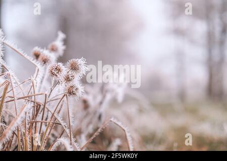 Foresta natura piante secche in un hoarfrost, primo piano. Nebbia mattutina. Giorno invernale soleggiato. Stagioni, cambiamenti climatici, ecologia, botanica. Sfondo bianco naturale Foto Stock