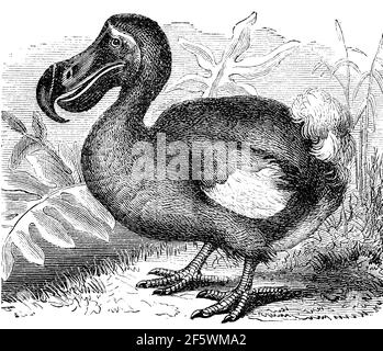 Il dodo, Raphus cucullatus, era un uccello estinto senza luce che era endemico all'isola di Mauritius, ad est del Madagascar nell'Oceano Indiano / Dodo, Dronte, Doudo oder Dudu, Raphus cucullatus, Didus ineptus, War ein etwa einen Meter großer, flugunfähiger Vogel, der ausschließlich auf der Insel Mauritius im Indischen Ozean vorkam, Historisch, storico, digitale riproduzione migliorata di un originale del 19 ° secolo / digitale Reproduktion einer Originalvollage aus dem 19. Jahrhundert, Foto Stock