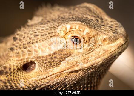 agama con punte. Un rettile con primo piano. Occhio della lucertola ingrandito. La struttura della pelle di lucertola. Rettile domestico. Foto Stock