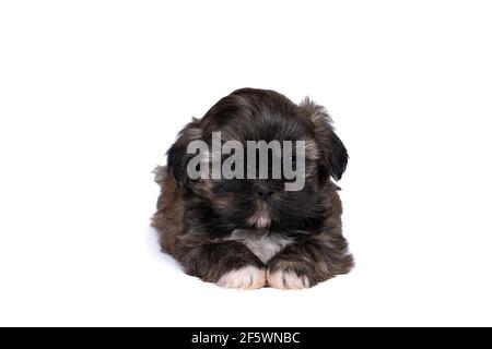 Un puppy shih tzu di 5 settimane isolato su un sfondo bianco Foto Stock
