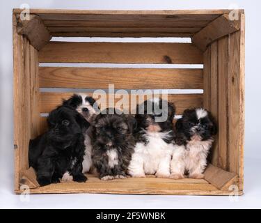 una famiglia di 5 settimane shih tzu cuccioli seduti insieme in una cassa di legno Foto Stock