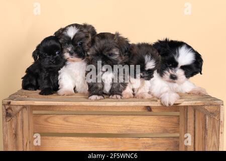 una famiglia di 5 settimane shih tzu cuccioli seduti insieme in una cassa di legno in beige Foto Stock