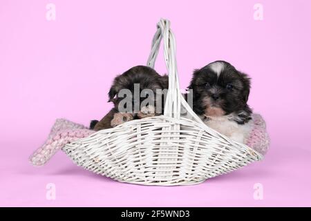 Due cuccioli shih tzu di 5 settimane seduti in un cestello in vimini isolato su sfondo rosa Foto Stock