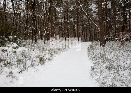 Paesaggio forestale, pini e uccelli innevati nella riserva naturale Fischbeker Heide nella neve, nel distretto di Harburg, Amburgo, Germania, Europa Foto Stock