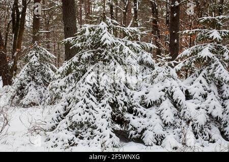 Paesaggio forestale, pini e uccelli innevati nella riserva naturale Fischbeker Heide nella neve, nel distretto di Harburg, Amburgo, Germania, Europa Foto Stock