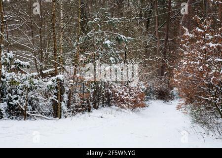 Paesaggio forestale, pini e uccelli innevati nella riserva naturale Fischbeker Heide nella neve, nel distretto di Harburg, Amburgo, Germania, Europa Foto Stock