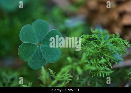 Splendida vista macro delle foglie di shamrock (simbolo nazionale irlandese) con muschio verde nella foresta decidua, Dublino, Irlanda. Decorazione del giorno di San Patrizio Foto Stock