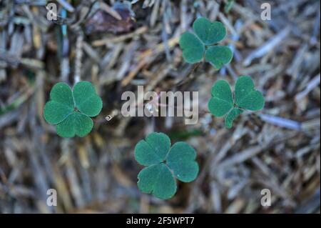 Bella vista closeup delle foglie di shamrock (simbolo nazionale irlandese) nella foresta decidua, Dublino, Irlanda. Decorazione del giorno di San Patrizio Foto Stock