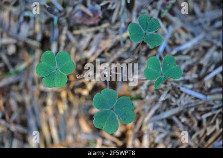 Bella vista closeup delle foglie di shamrock (simbolo nazionale irlandese) nella foresta decidua, Dublino, Irlanda. Decorazione del giorno di San Patrizio Foto Stock