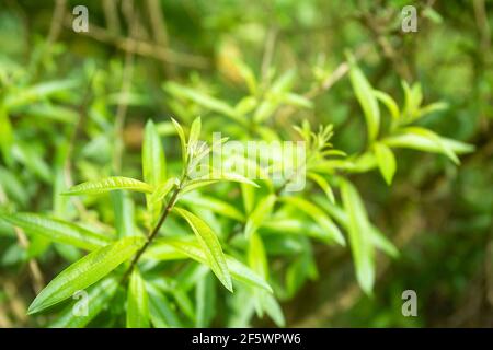 Foglie verdi di limone verbena - Aloysia citrodora Foto Stock