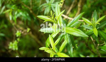 Aloysia citrodora - foglie verdi di limone verbena Foto Stock