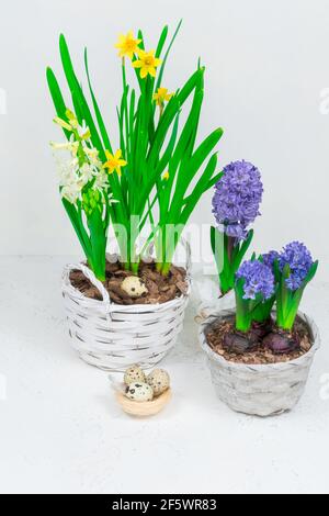 Un nido decorativo fatto di fieno con uova di quaglia all'interno. Sullo sfondo di narcisi gialle e giacinti blu. Decorazione della tavola di Pasqua. Foto Stock