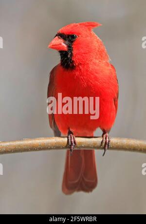 Maschio cardinale del nord seduto su un ramo di albero, Quebec, Canada Foto Stock