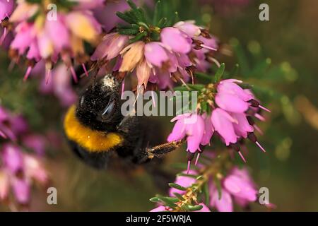 Bella vista macro di bumble ape, efficiente pollinator, (Bombus) raccogliere polline da rosa campana a forma di erica (Erica cinerea) fiori, Dublino Foto Stock