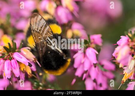 Bella vista macro di bumble ape, efficiente pollinator, (Bombus) raccogliere polline da rosa campana a forma di erica (Erica cinerea) fiori, Dublino Foto Stock