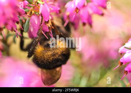 Bella macro vista posteriore di ape bumble, efficiente pollinator (Bombus) coda stinger raccolta polline da fiore di erica rosa (Erica cinerea), Dublino Foto Stock