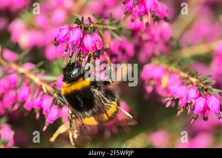 Bella vista macro di bumble ape, efficiente pollinator, (Bombus) raccogliere polline da rosa campana a forma di erica (Erica cinerea) fiori, Dublino Foto Stock