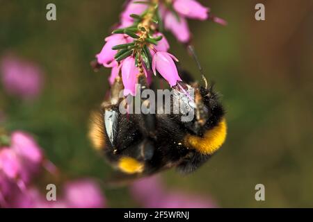 Bella vista macro di bumble ape, efficiente pollinator, (Bombus) raccogliere polline da rosa campana a forma di erica (Erica cinerea) fiori, Dublino Foto Stock