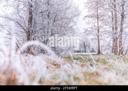 Foresta natura piante secche in un hoarfrost, primo piano. Nebbia mattutina. Giorno invernale soleggiato. Stagioni, cambiamenti climatici, ecologia, botanica. Sfondo bianco naturale Foto Stock