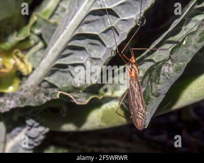 Macro fotografia di una gru volare su una foglia di kale, catturato in un giardino vicino alla città coloniale di Villa de Leyva, Colombia. Foto Stock