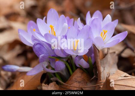 Primavera croccante prima primavera fiori che crescono foglie ammassi di crocchi fioritura a marzo inizio primavera Fiori azzurro pallido Crocus Fiore fioritura Foto Stock