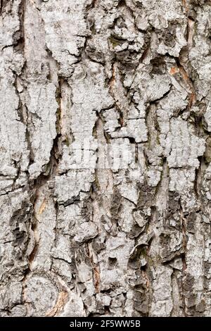 Acero d'argento Acer corteccia dell'albero saccarino Foto Stock