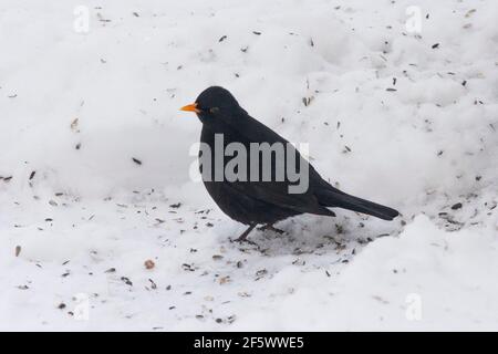 BLACKBIRD turdus merula nella neve Foto Stock