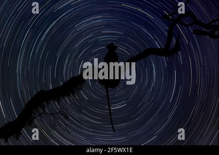 Silhouette di scimmia di notte con stellato sullo sfondo Foto Stock