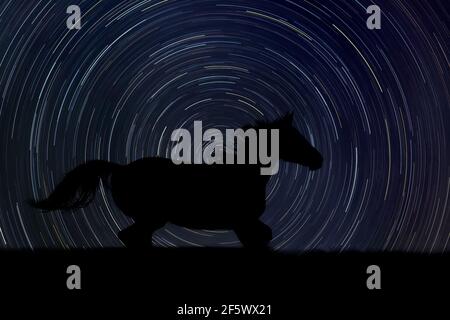 Silhouette di cavallo di notte con stella sullo sfondo Foto Stock