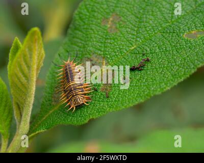 Fotografia macro di una larva di un'apetella tartaruga su una foglia. Catturato in un giardino vicino alla città coloniale di Villa de Leyva, Colombia. Foto Stock