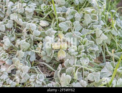 Brina pesante sulla superficie delle foglie di Buttercup / Ranunculus precoce. Per il tempo invernale, UK cold snap, piante surgelate, gelo duro. Foto Stock